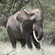 Elephant at Lake Nakuru National Park 